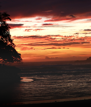 Morrillo Tree Canopy-17.png