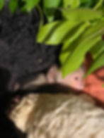 Close-up view of a tiny capuchin infant resting in a soft rescue blanket.
