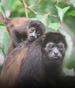 Morrillo Tree Canopy-16.png