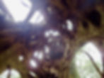 Looking up inside a hollow tree with tangled, twisting roots and branches, creating a spiraling pattern against a bright sky.