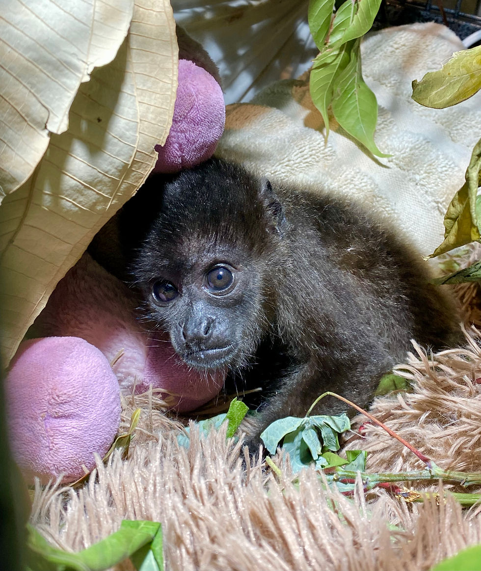Baby Nuba a Mantle-Backed Howler Monkey