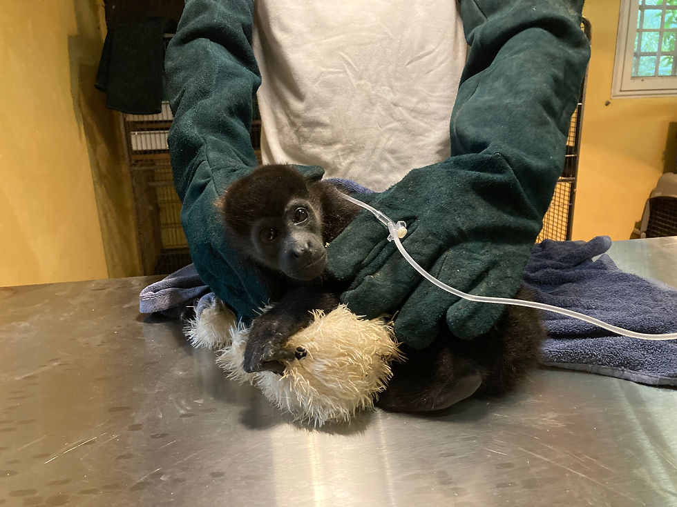 Elda receiving an IV