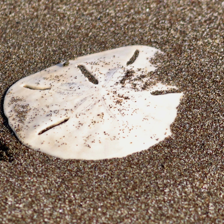 The Sand Dollar; the lucky omen of the beach.