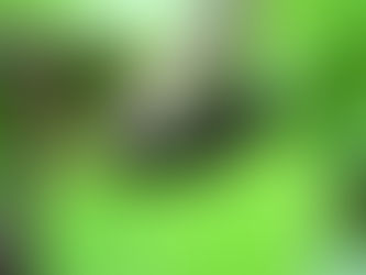 The black caterpillars covering the trees of Panama.