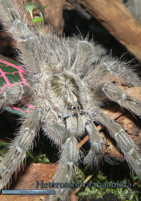 Heteroscodra maculata