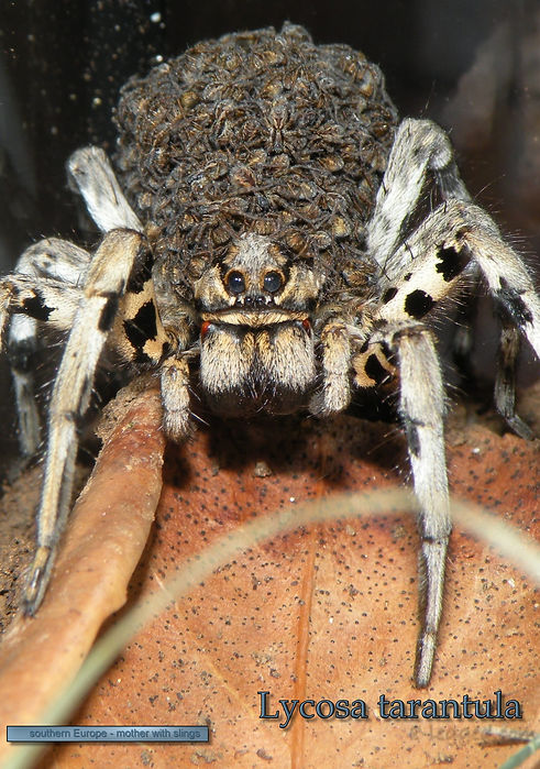 Lycosa tarantula