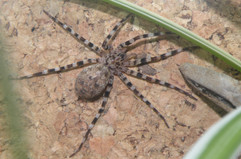 Viridasius (sp) sylvestris