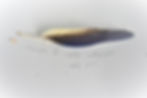 plume imc.jpg
