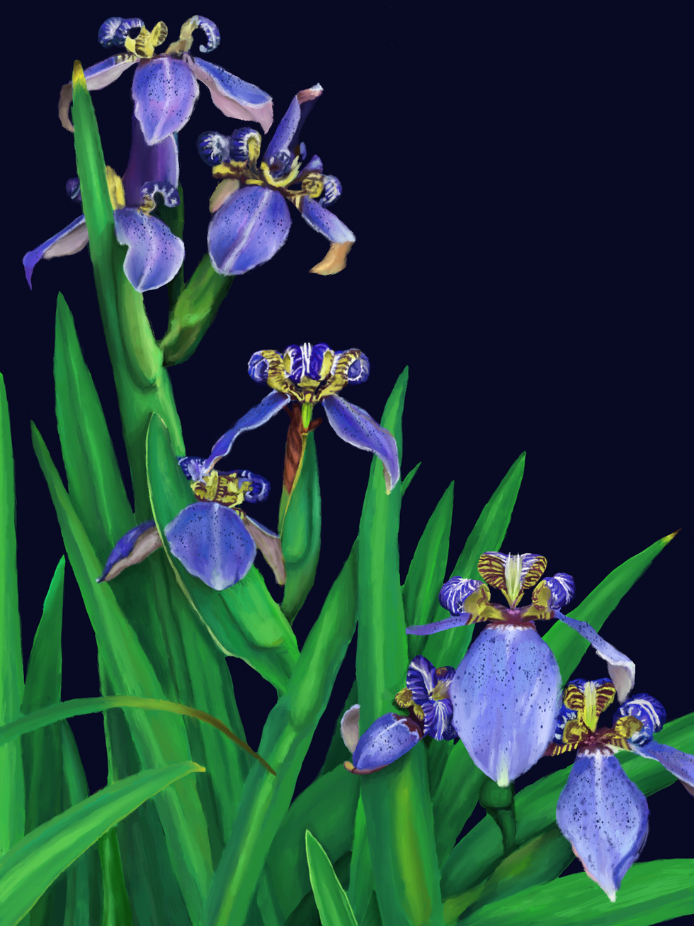 Irises