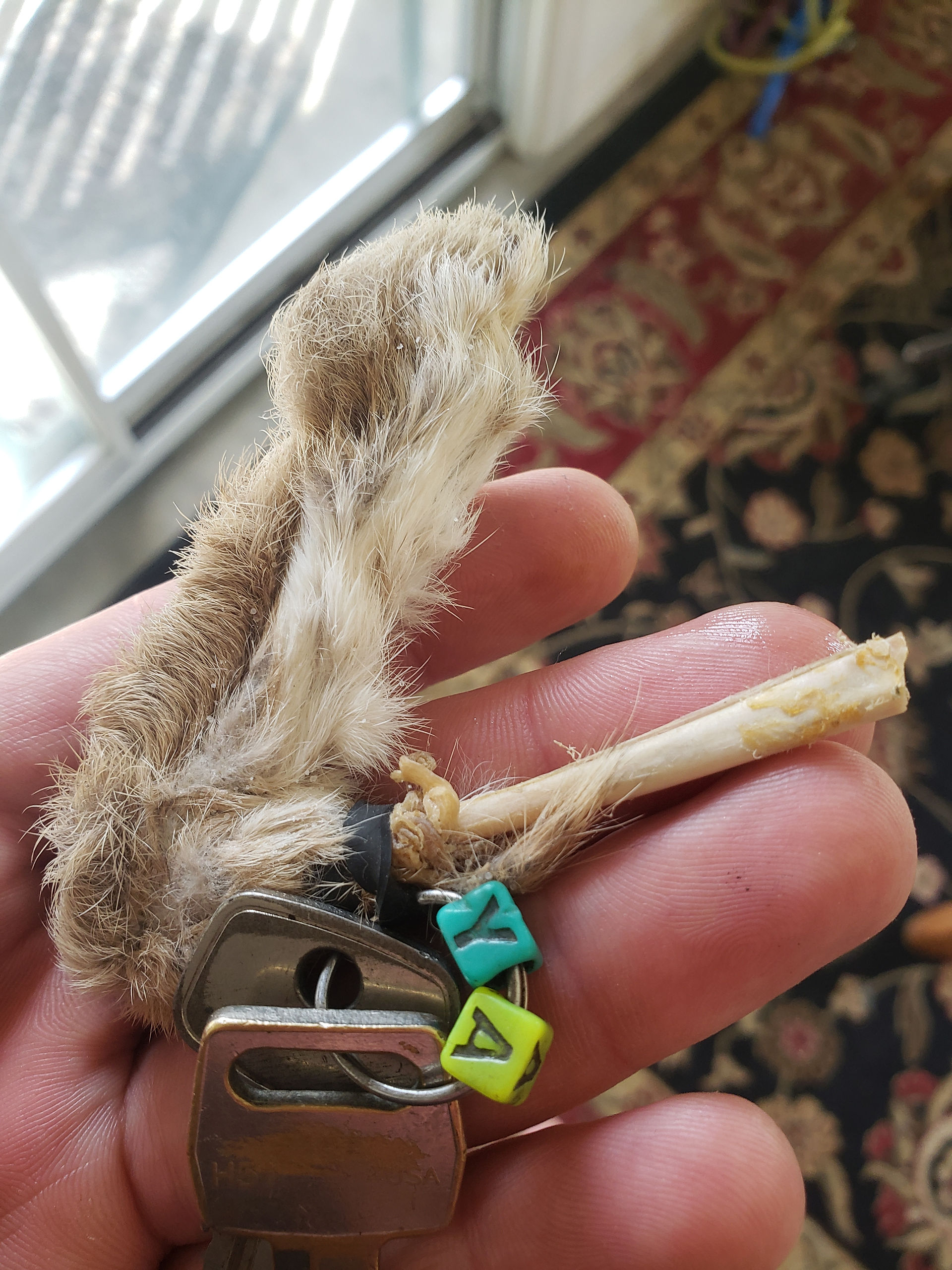 Trips lucky rabbits paw, cleaned and preserved, happened to be a few days before he passed that I brought it out. 
