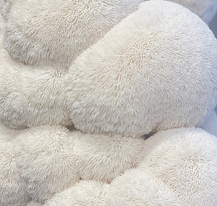 Lion's mane "pom-pom"