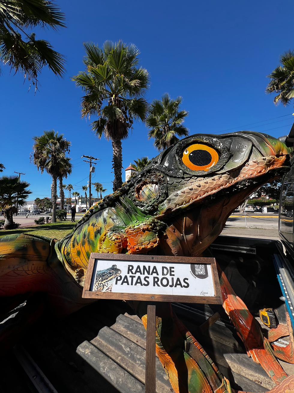 Escultura de Rana draytonii