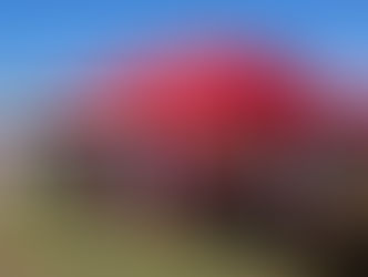 23. Tractor Pulling in Zimmerwald