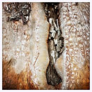 bark-sand-rock-snow21 image