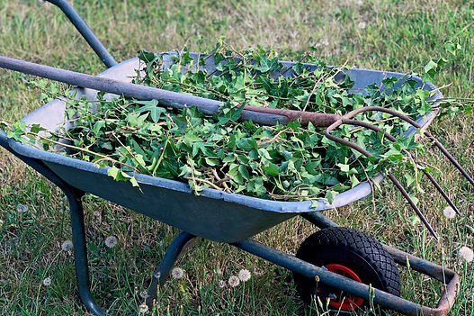 Unkraut entfernen SP Projekt