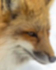 Red Fox