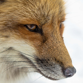 Red Fox