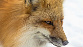 renard