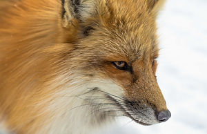 Red Fox