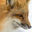 Writer: Approcks Fox