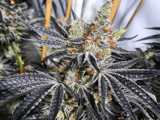 Seeds Exotic Genetix In roald dahl's novel charlie and the chocolate factory and its film adaptations, a wonka bar is a chocolate bar and willy wonka's. seeds exotic genetix