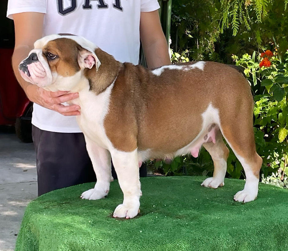 Rembombory Margarita