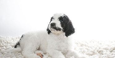 whitepuppy-compressor_edited.jpg