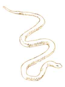 Copy of New moon (5).png