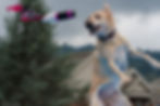 dockdogs 2