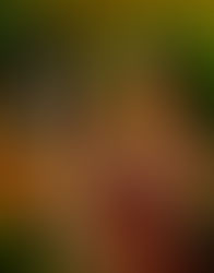 Magic Violin Duo + Special Guests: A celebration of 20 years of playing together!