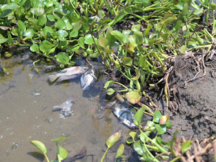 Atiende Ayuntamiento de Veracruz reporte por mortandad de peces en laguna Tarimoya