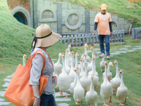 叻丕府  •  曼谷的後花園看萌呆的草泥馬 ✦ 復活島的摩艾石像！