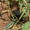 Thumbnail: Lawn Staples, 3-1/2" Wire Stakes for Robotic Mower or Dog Fence Wire