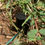 Thumbnail: Lawn Staples, 3-1/2" Wire Stakes for Robotic Mower or Dog Fence Wire