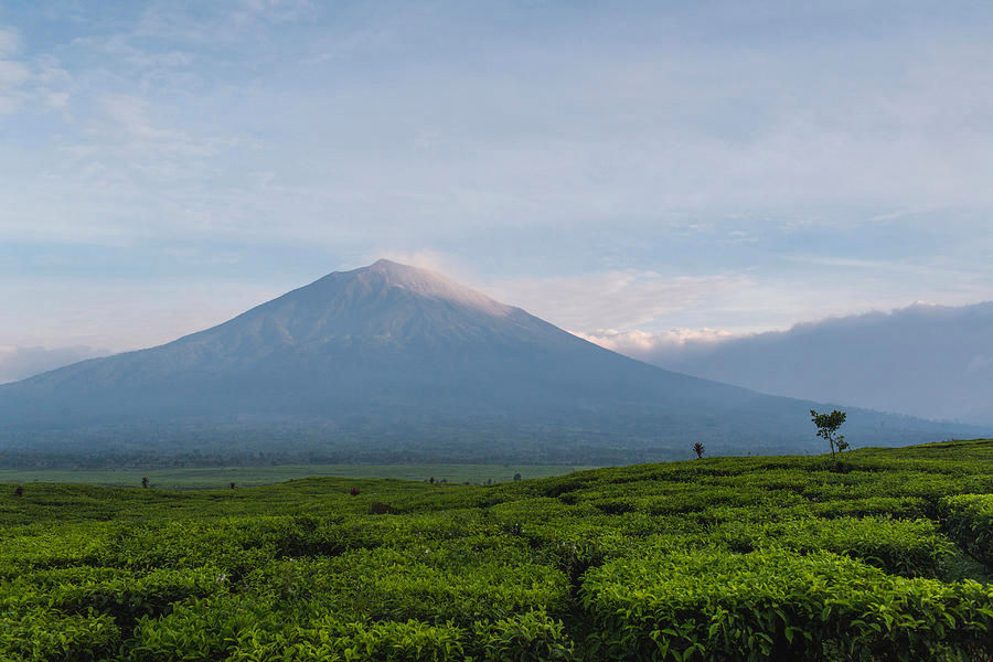 the-tea-fields-in-the-kerinci-valley-mod