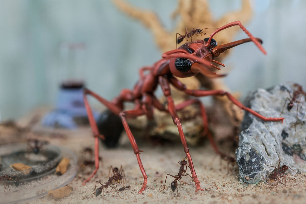 Thailand's ant man spreads passion for world of tiny creatures