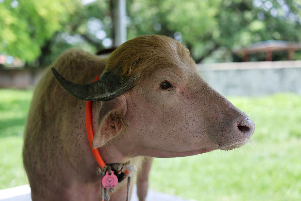 Bangladesh's viral ‘Trump’ buffalo dodges Eid sacrifice, lands in zoo