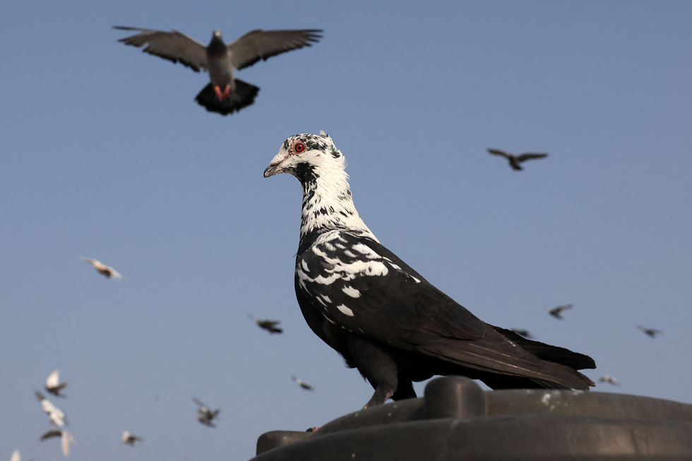 On New Delhi's rooftops, pigeon trainers keep ancient Mughal tradition alive