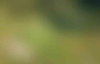 Country Club of Spartanburg, Kris Spence, Donald Ross, Golf, Upstate, SC