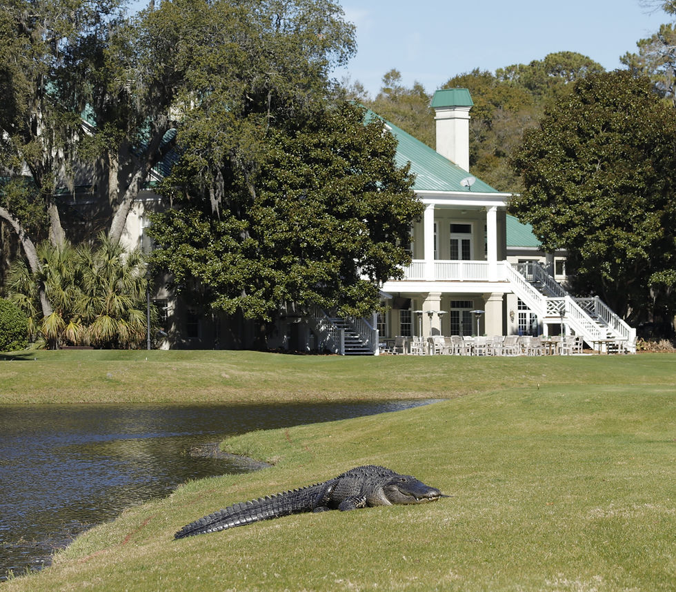 Alligator, haig point