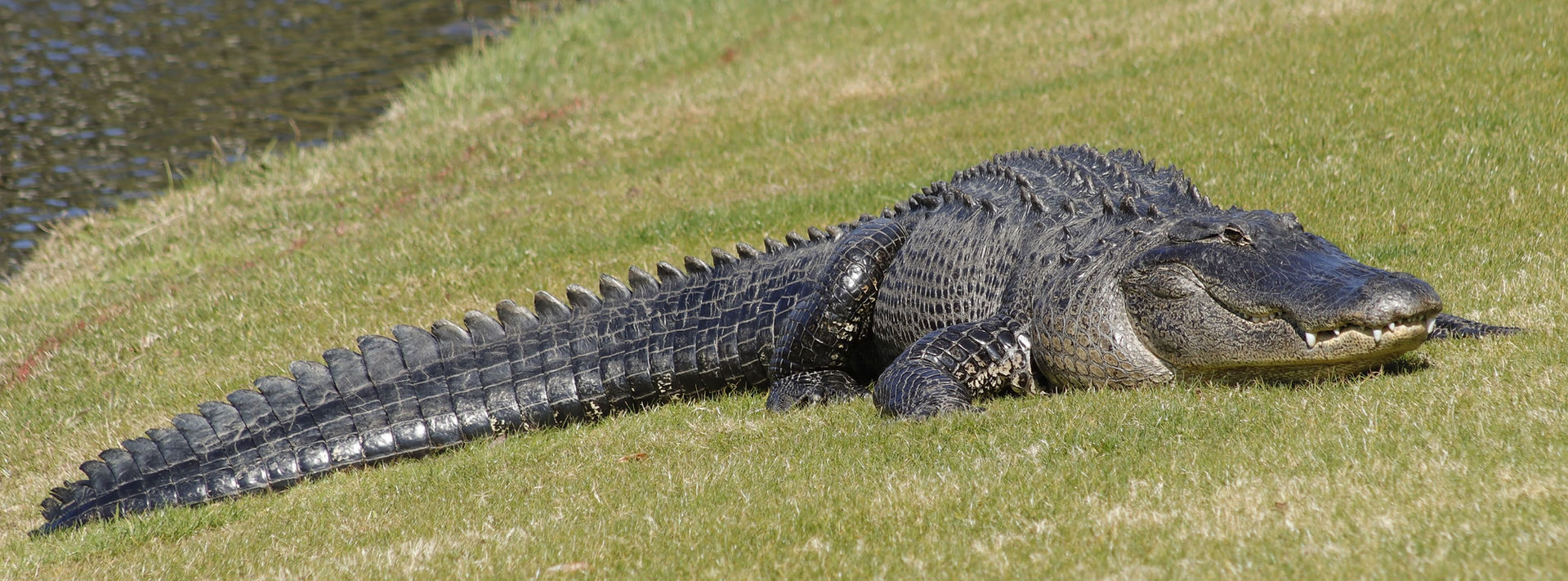 Haig Point, Golf, Hilton Head, Island, Rees Jones