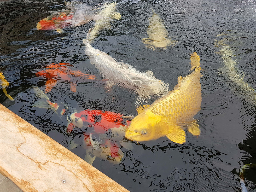 20180818_170403-01