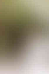 Groom's first look at the bride surrounded by lush greenery at the Planterra Conservatory.