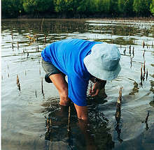 plantation-mangrove