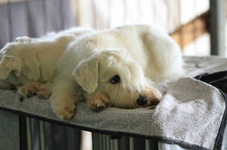 001. May 2013 - chillin at K9