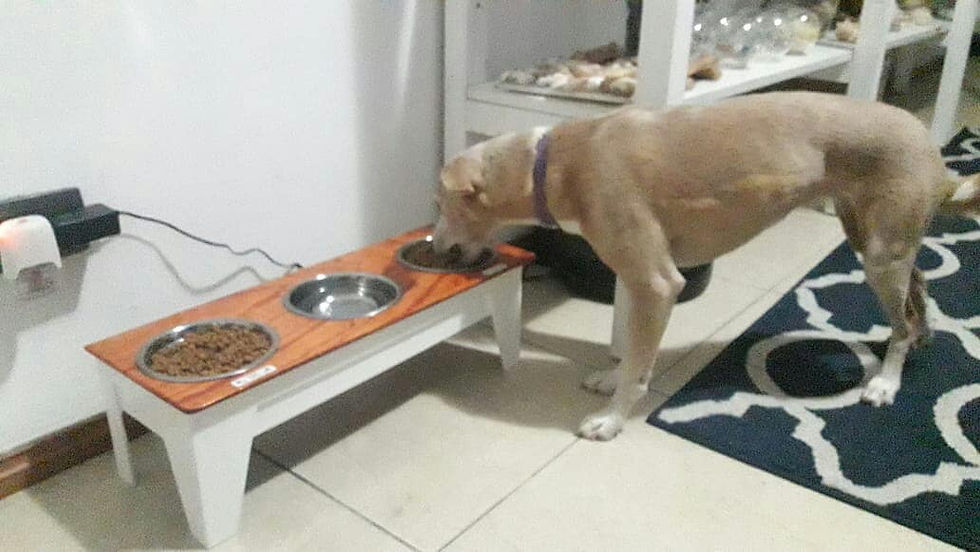 Miniatura: Comedero Mascotas