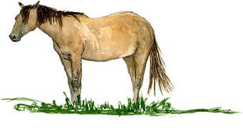 cheval baie de somme