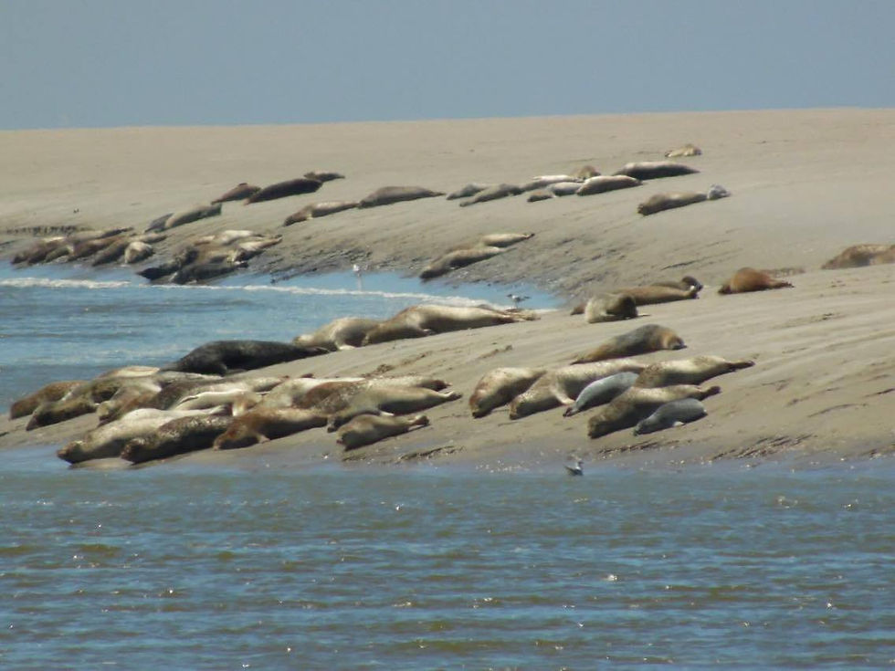 Les phoques de la baie