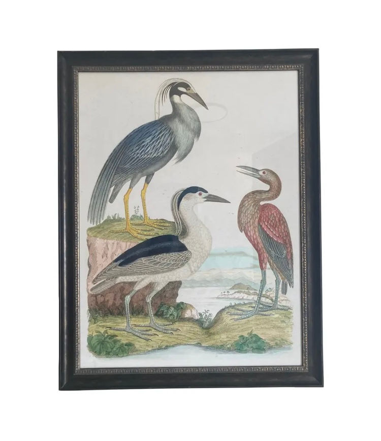 Audubon 3 Bird Print Framed