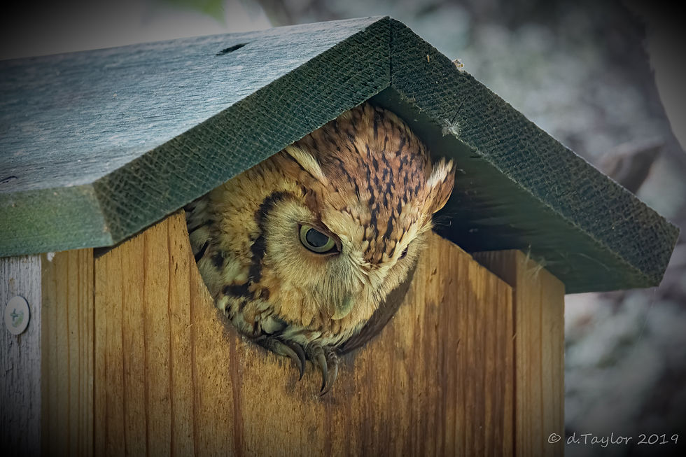 John's Screech Owl-3